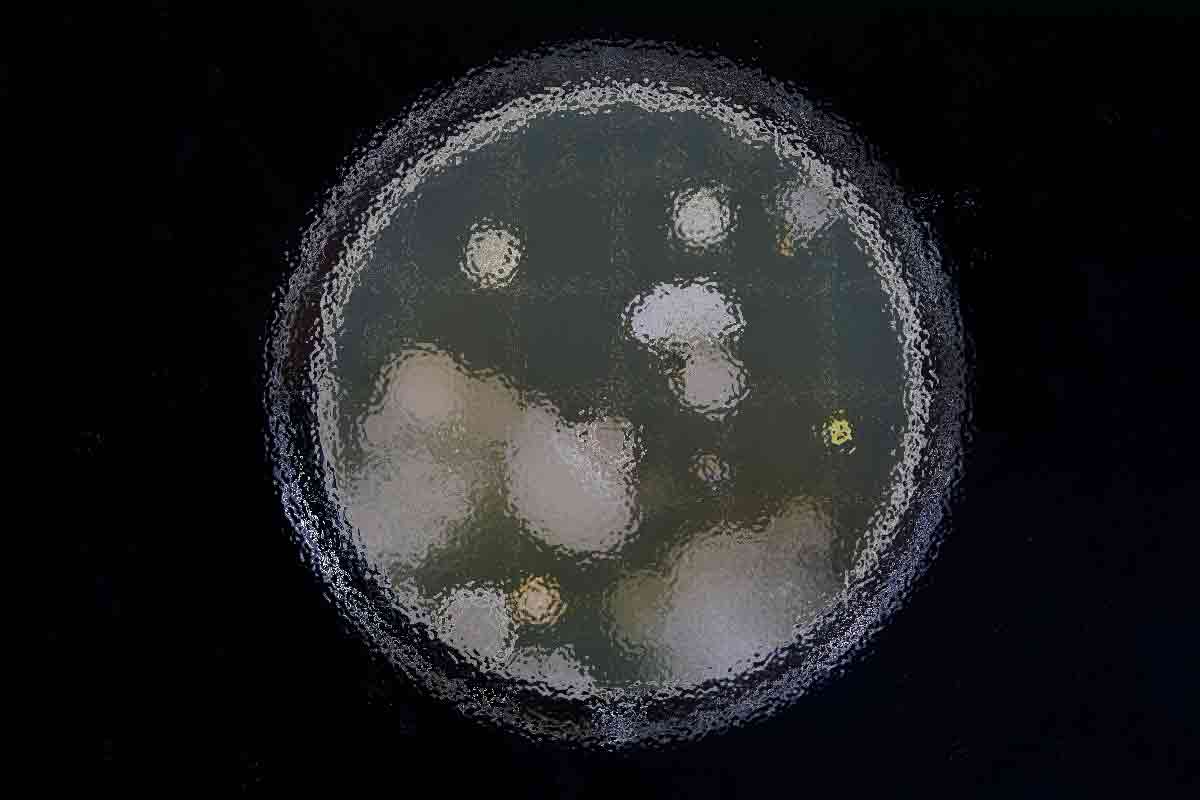 The Scientists Who are Creating a Bio-internet of Things